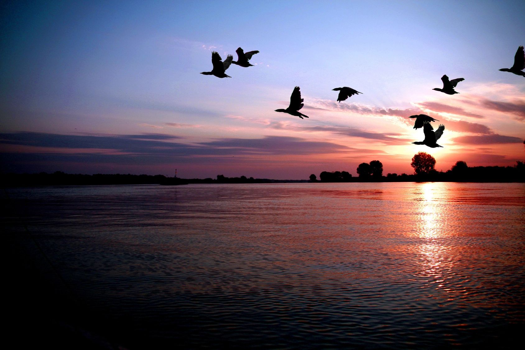 Birds flying over a calm lake at sunset.