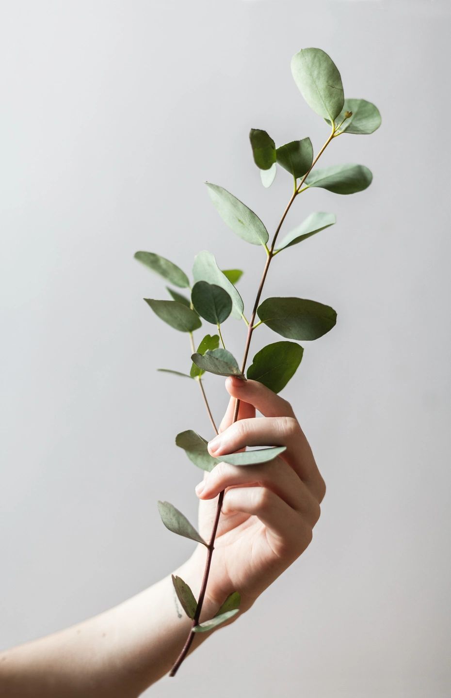 Hand holding a eucalyptus branch against a plain background.
